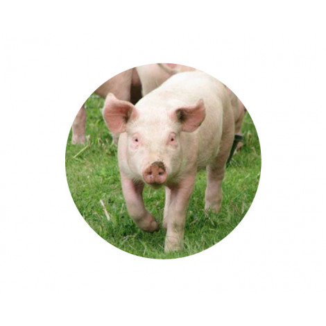 Farmyard Animals - Pig Acrylic Button